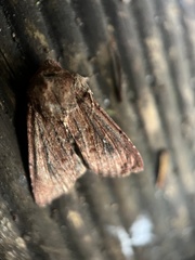 Dasygaster padockina