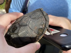 Kinosterninae
