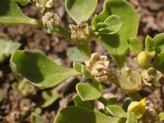 Aizoon glinoides