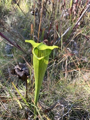 Sarracenia alata