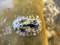 Sypharochiton pelliserpentis
