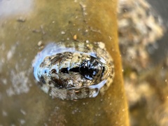 Sypharochiton pelliserpentis