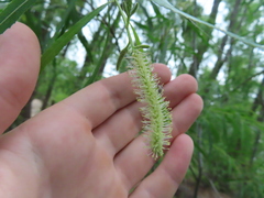 Salix nigra