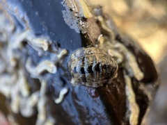 Sypharochiton pelliserpentis