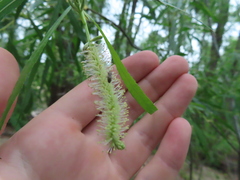Salix nigra