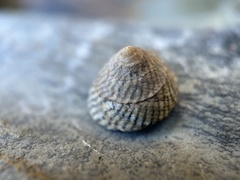 Bembicium nanum