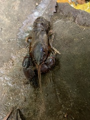 Euastacus