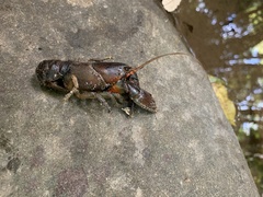 Euastacus