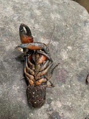Euastacus