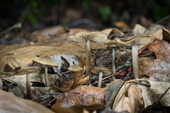 Nolanea edulis concentrica