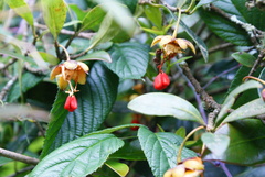 Ternstroemia