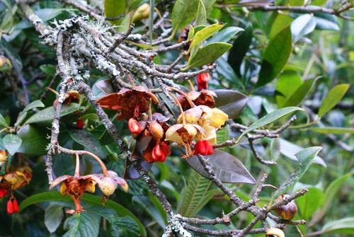 Ternstroemia acajetensis