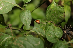 Henosepilachna vigintisexpunctata