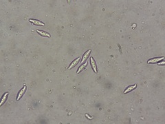 Lepiota spheniscispora