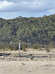 Thinornis cucullatus