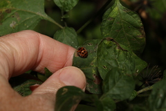 Henosepilachna vigintisexpunctata