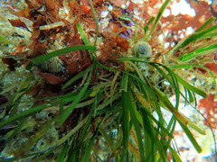Calliostoma canaliculatum