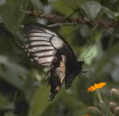 Papilio gambrisius