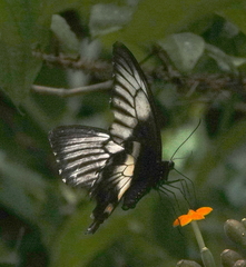 Papilio gambrisius