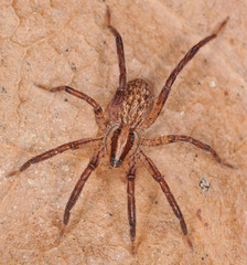 Zora silvestris
