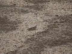 Trimerotropis maritima