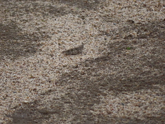 Trimerotropis maritima