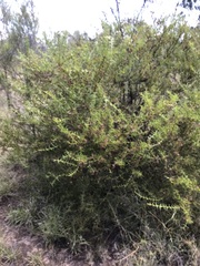 Acacia triptera