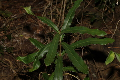 Macadamia tetraphylla