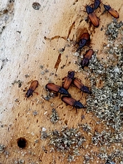 Mesites pallidipennis