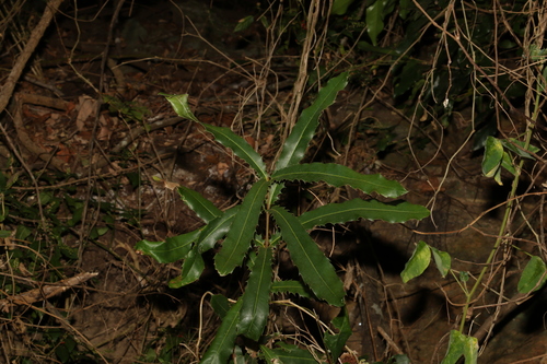 Image of Macadamia tetraphylla by (c) Greg Tasney, some rights reserved (CC BY-SA)
