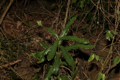 Macadamia tetraphylla