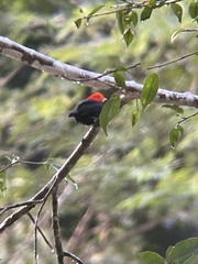 Ceratopipra mentalis