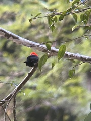 Ceratopipra mentalis