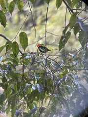 Ceratopipra mentalis