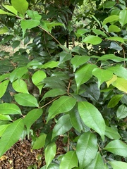 Syzygium