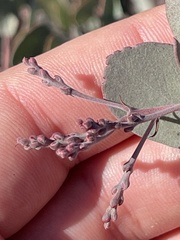 Arctostaphylos moranii