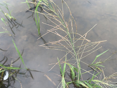 Eleusininae