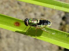 Odontomyia decipiens