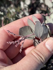 Arctostaphylos moranii