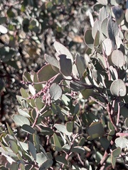 Arctostaphylos moranii