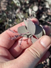 Arctostaphylos moranii