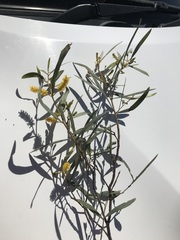 Acacia aprepta