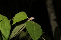 Callicarpa pedunculata
