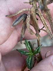 Diplacus