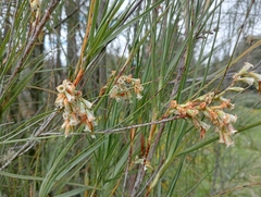 Dracophyllum longifolium