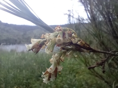 Dracophyllum longifolium