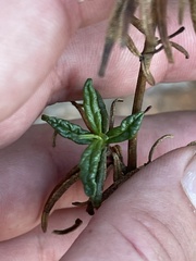 Diplacus