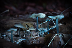 Nolanea edulis concentrica