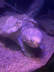 Macrochelys