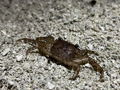 Sesarmidae